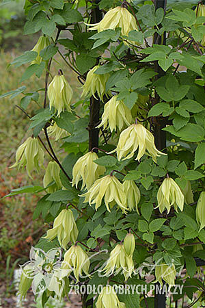 Clematis 'Golden Surprise' PBR