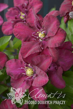 Clematis 'Jan III Sobieski'