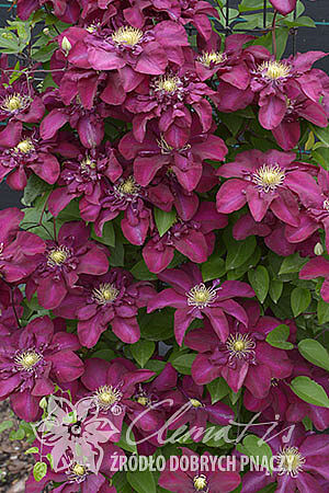 Clematis 'Jan III Sobieski'