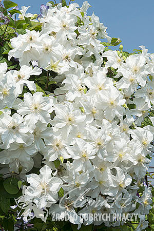 Clematis 'Snow Storm'PBR