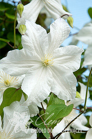 Clematis 'Snow Storm'PBR