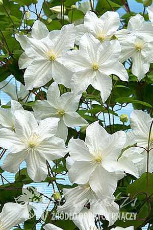 Clematis 'Snow Storm'PBR