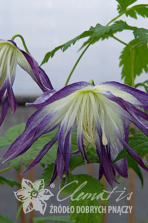 Clematis 'Blue Surprise'