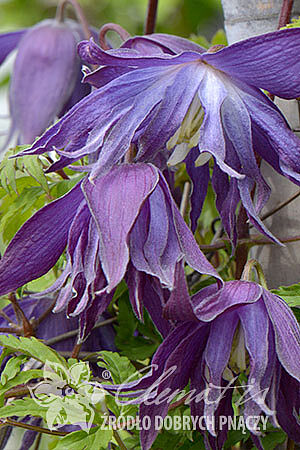 Clematis 'Blue Surprise'