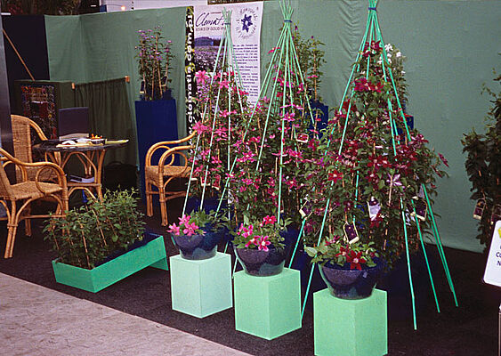 Nagrodzone Clematis 'Barbara' PBR, 'Hania' PBR i 'Julka' PBR na wystawie Plantarium w Holandii w 2002 r.