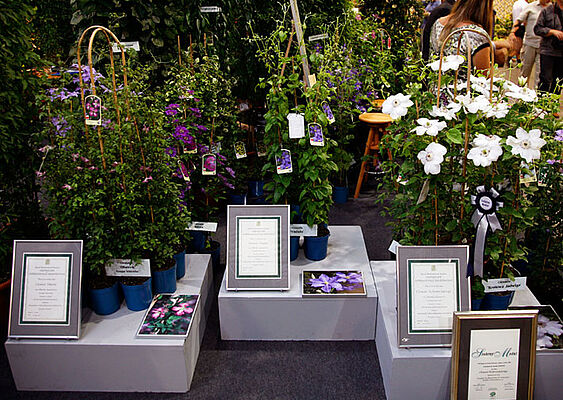 Клематисы ’Оберк‘,’Вистула’ PBR и ’Королева Ядвига‘ PBR были награждены на выставке  «Зелень Это Жизнь» в 2011 году.