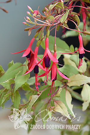 Fuchsia magellanica var. gracilis 'Tricolor'
