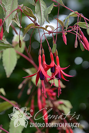 Fuchsia magellanica var. gracilis 'Tricolor'