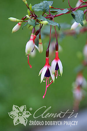 Fuchsia magellanica var. arauco (syn. var. eburnea)