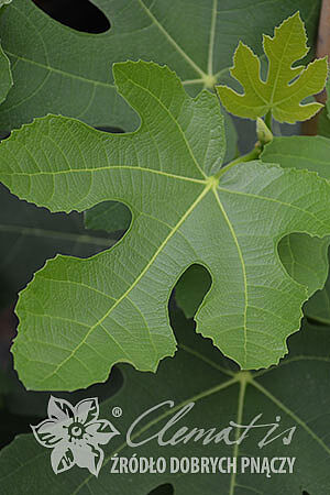 Ficus carica 'Bornholm'