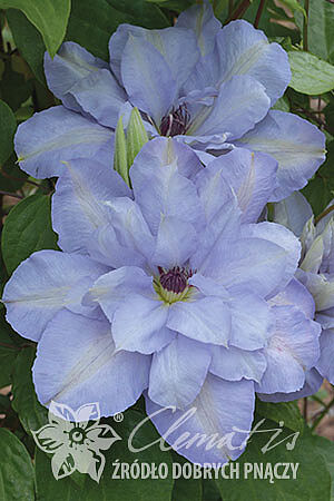 Clematis 'Blue Cotillion' PBR