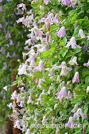 Clematis 'Fairy Slippers'