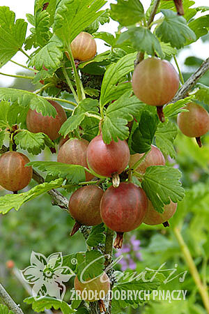 Ribes uva-crispa 'Captivator'
