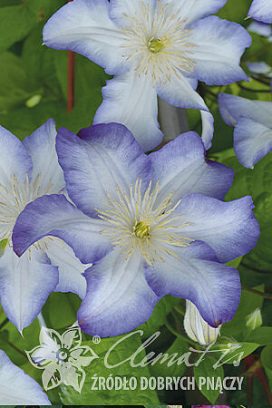 Clematis 'Jan Karski'