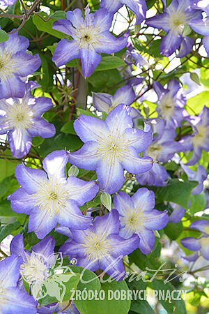 Clematis 'Jan Karski'