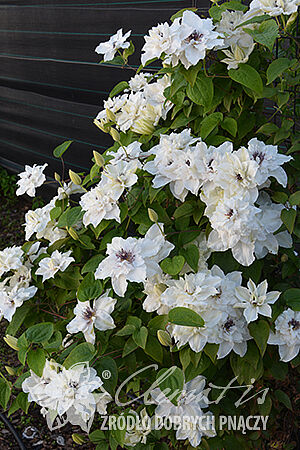 Clematis 'First Light'PBR