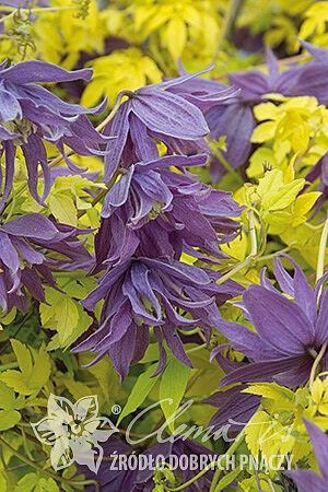 Clematis LUMINOUS® DUSK