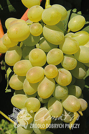 Vitis 'Remaily Seedless'