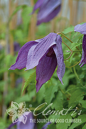 Clematis 'Orion'PBR