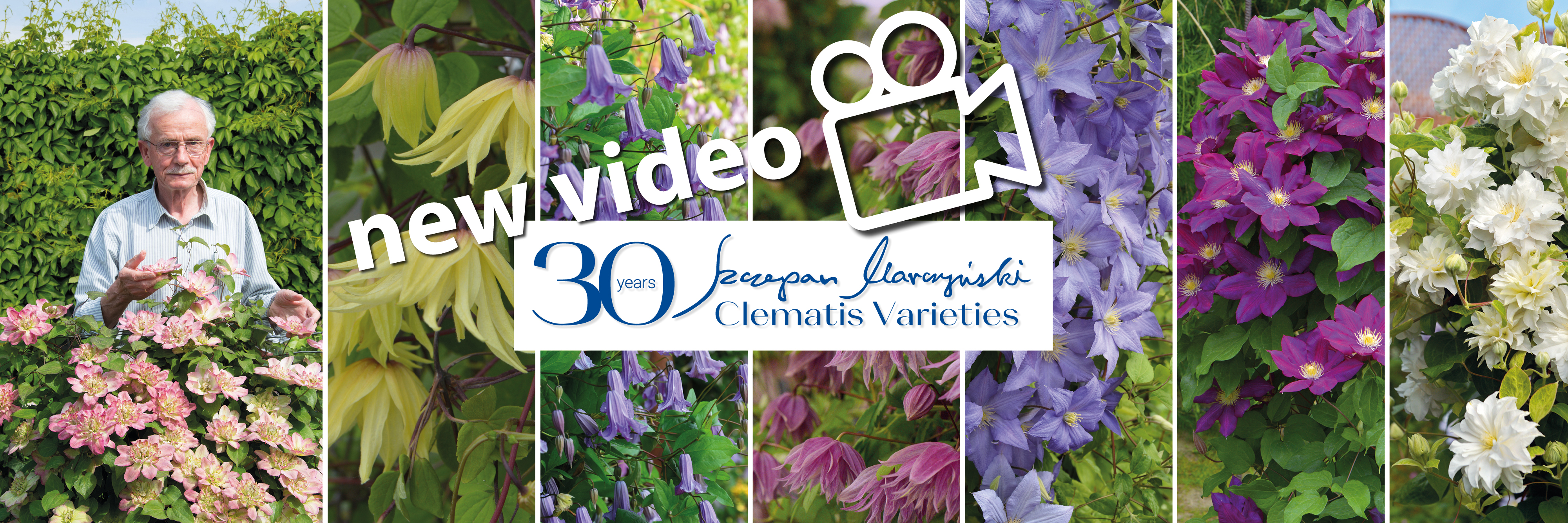 30 years Szczepan Marczyński Clematis Collection