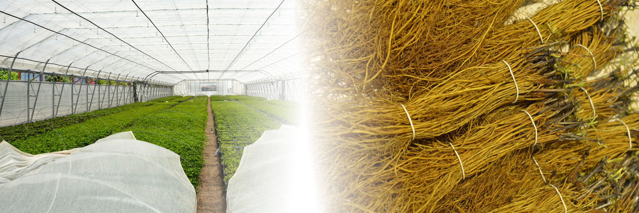 Our offer of Clematis bare root liners - the best quality on the market