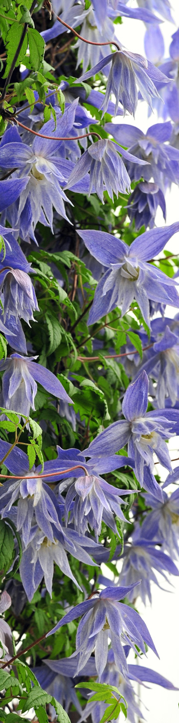 Clematis 'Maidwell Hall'