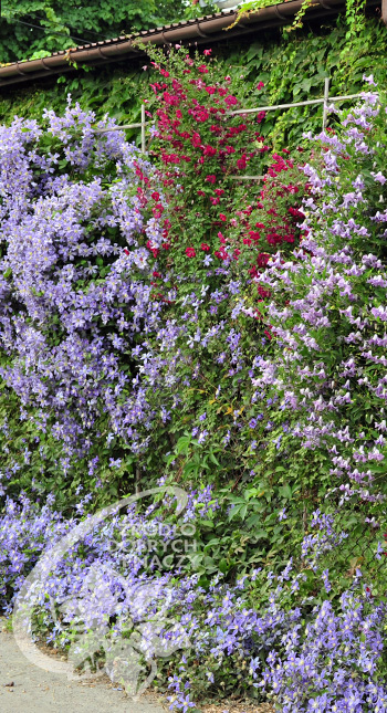 Clematis 'Prince Charles', 'Kermesina' i 'Betty Corning' na siatce ogrodzeniowej