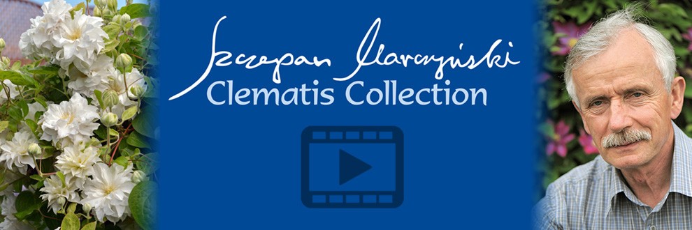 Clematis Szczepan Marczyński Collection