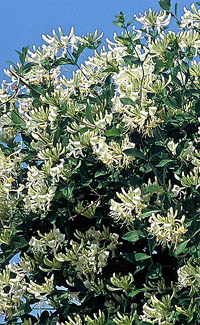ph art0408 lonicera periclymenum Graham Thomas krzak2