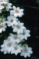 ph nowosci clematis Krolowa Jadwiga