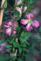 ph nowosci clematis Oberek