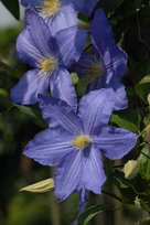ph nowosci clematis Vistula