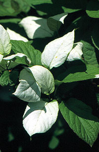 ph Roslina 0210 actinidia Adam liscie1