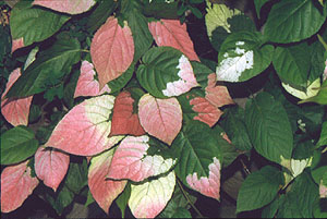 ph Roslina 0210 actinidia Adam liscie2