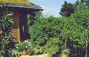 ph Roslina 0210 actinidia Weiki Ogrod