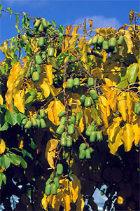ph Roslina 0210 actinidia arguta owoce Jumbo