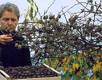 ph Roslina 0210 actinidia arguta Kens Red zbior
