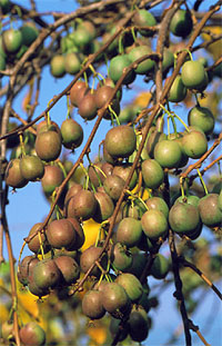 ph Roslina 0210 actinidia arguta Weiki owoce