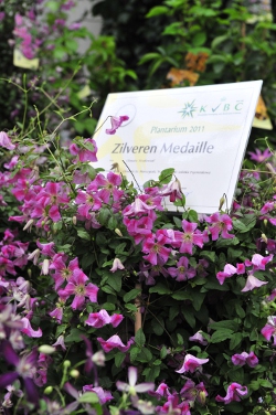 Clematis 'Krakowiak' silver medal