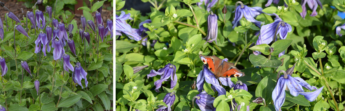 Clematis Integrifolia