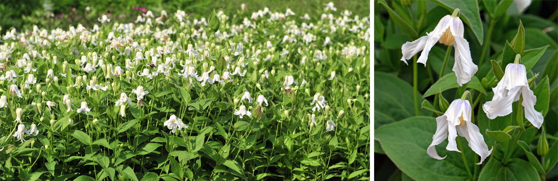 Clematis Integrifolia