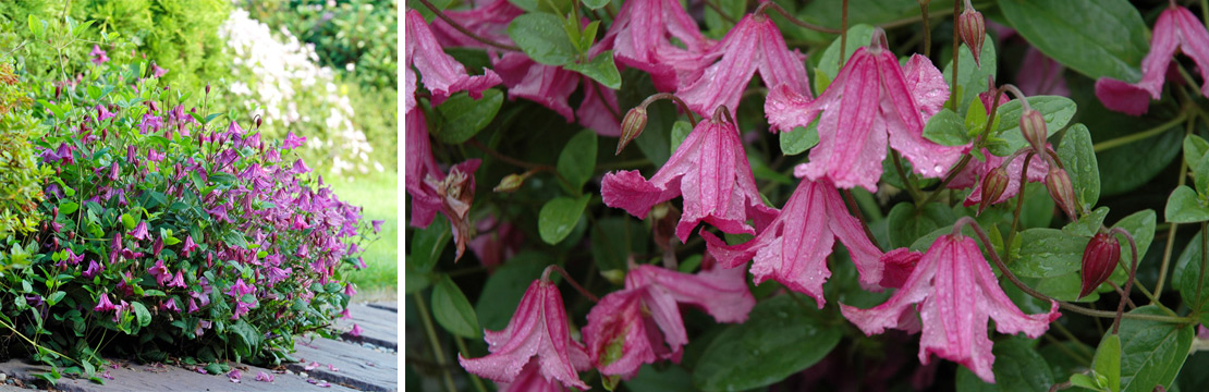 Clematis Integrifolia