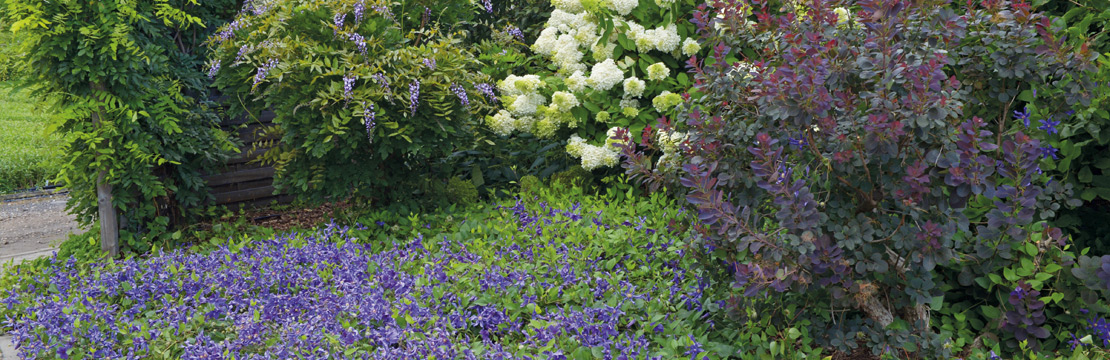 Clematis Integrifolia