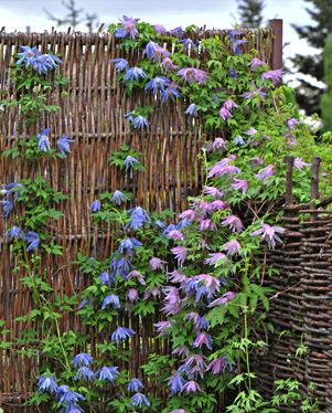 - Clematis Źródło Dobrych Pnączy