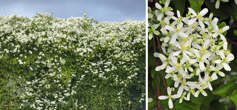Clematis terniflora to najpóźniej kwitnący powojnik w naszym klimacie. 