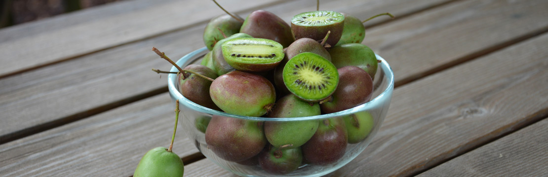 Trauben-Kiwi und andere Obstpflanzen - Clematis - Źródło Dobrych Pnączy