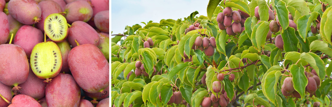 Trauben-Kiwi und andere Obstpflanzen - Clematis - Źródło Dobrych Pnączy