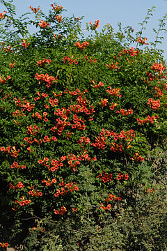 Other Plants Clematis Zrodlo Dobrych Pnaczy